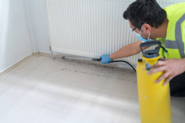 Best Best Pest Control Companies  in San Juan Pistrano, CA